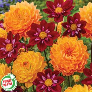 Honey Trap Dahlia Blend Thumbnail